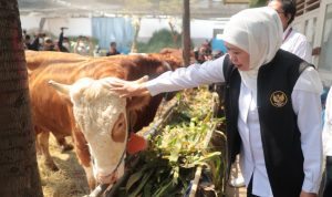 Khofifah Himbau  Penyembelihan Hewan  Kurban Terapkan Prinsip Animal Welfare