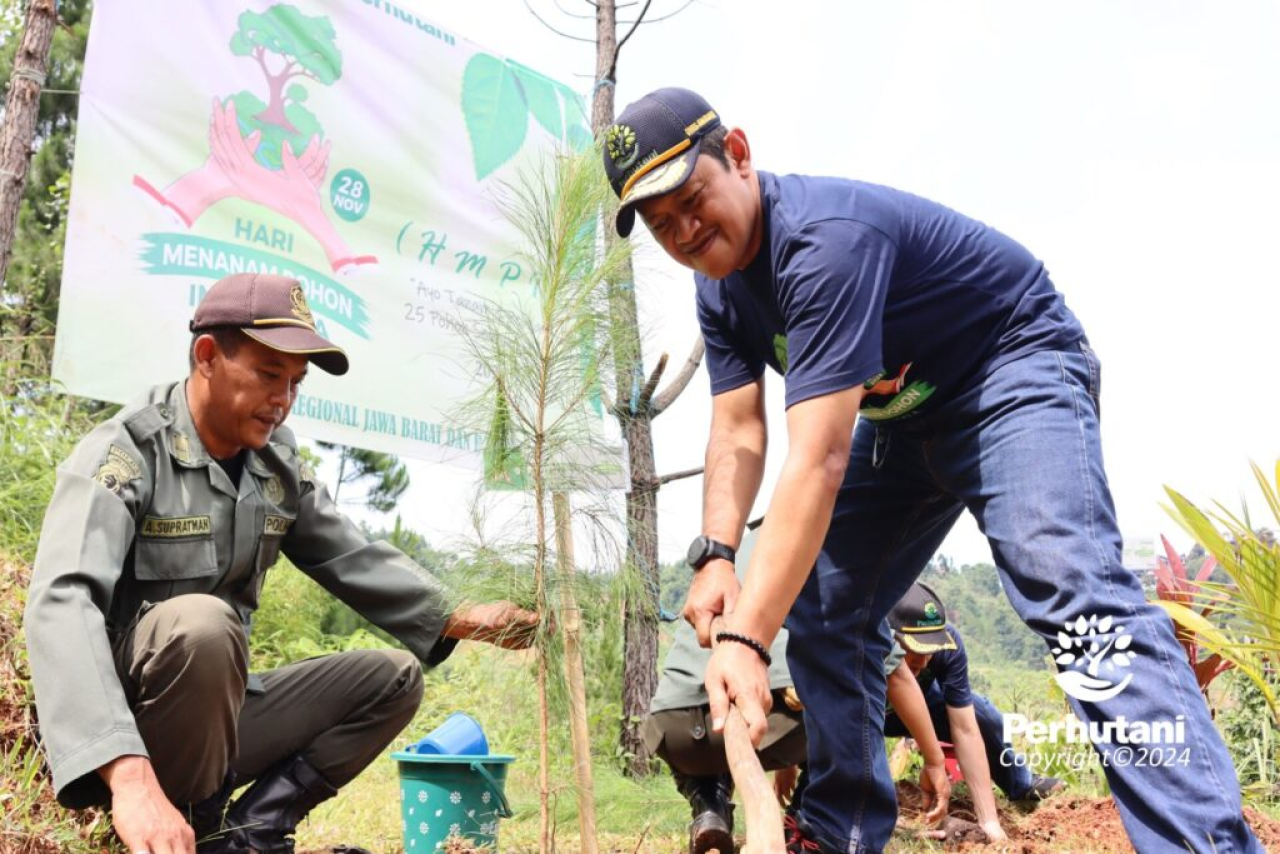 Musim Tanam 2024, Perhutani Tanam 24 Juta Pohon Perluas Puluhan Ribu Hektar Lahan Hijau